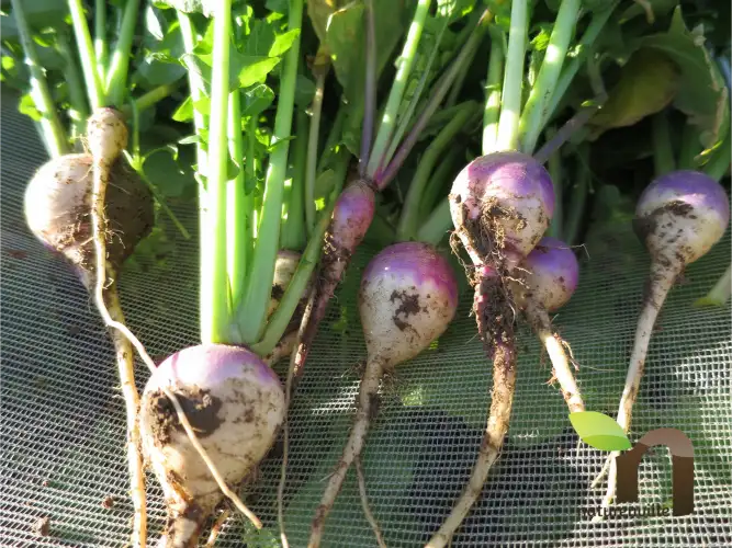 Direct producteurs 5