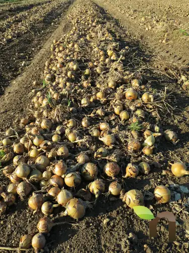Direct producteurs 6